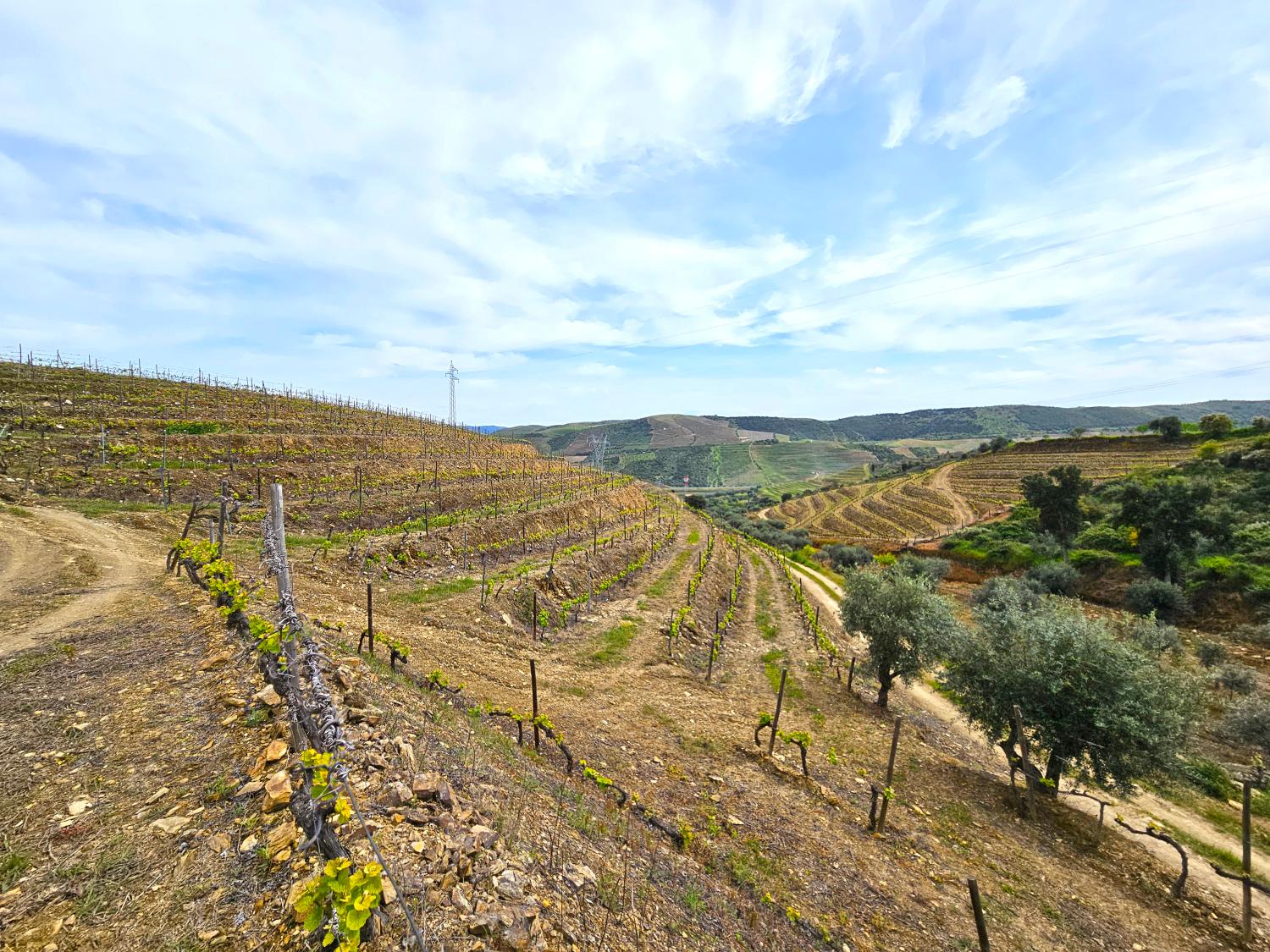  à venda vinha Vila Nova de Foz Côa Vila Nova De Foz Côa 5
