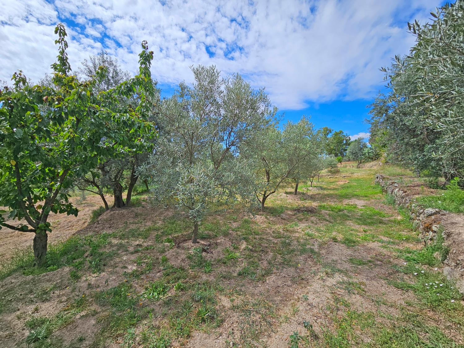  à venda casa Gonçalo Guarda 9
