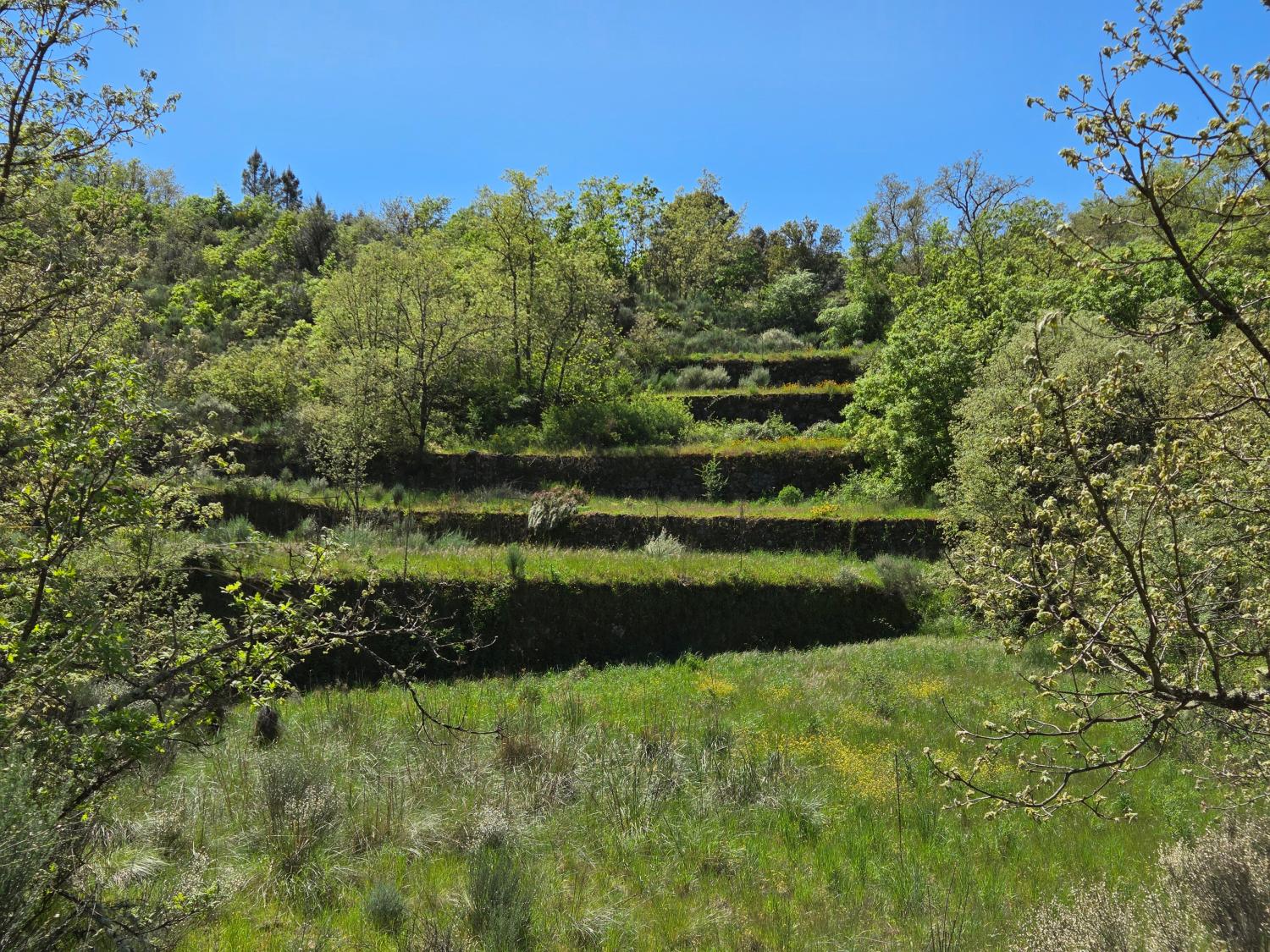  à venda quinta Lajeosa do Mondego Celorico Da Beira 9