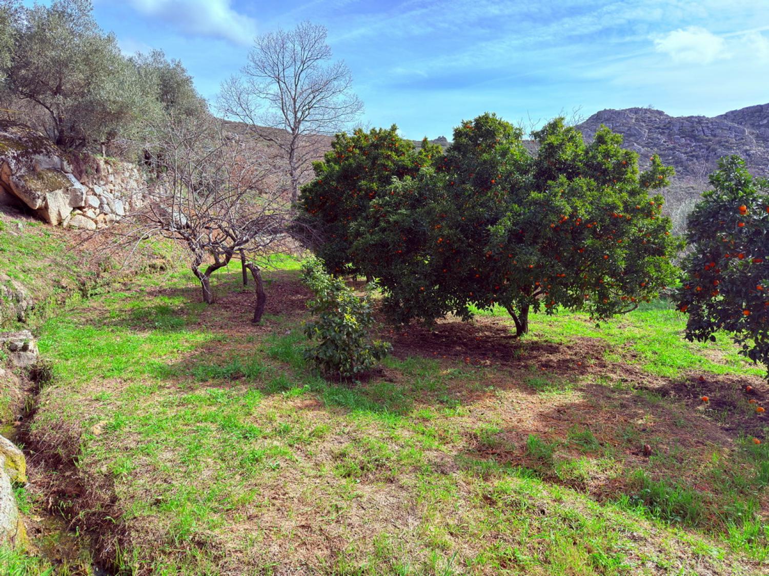  à venda quinta Pousafoles do Bispo Sabugal 38