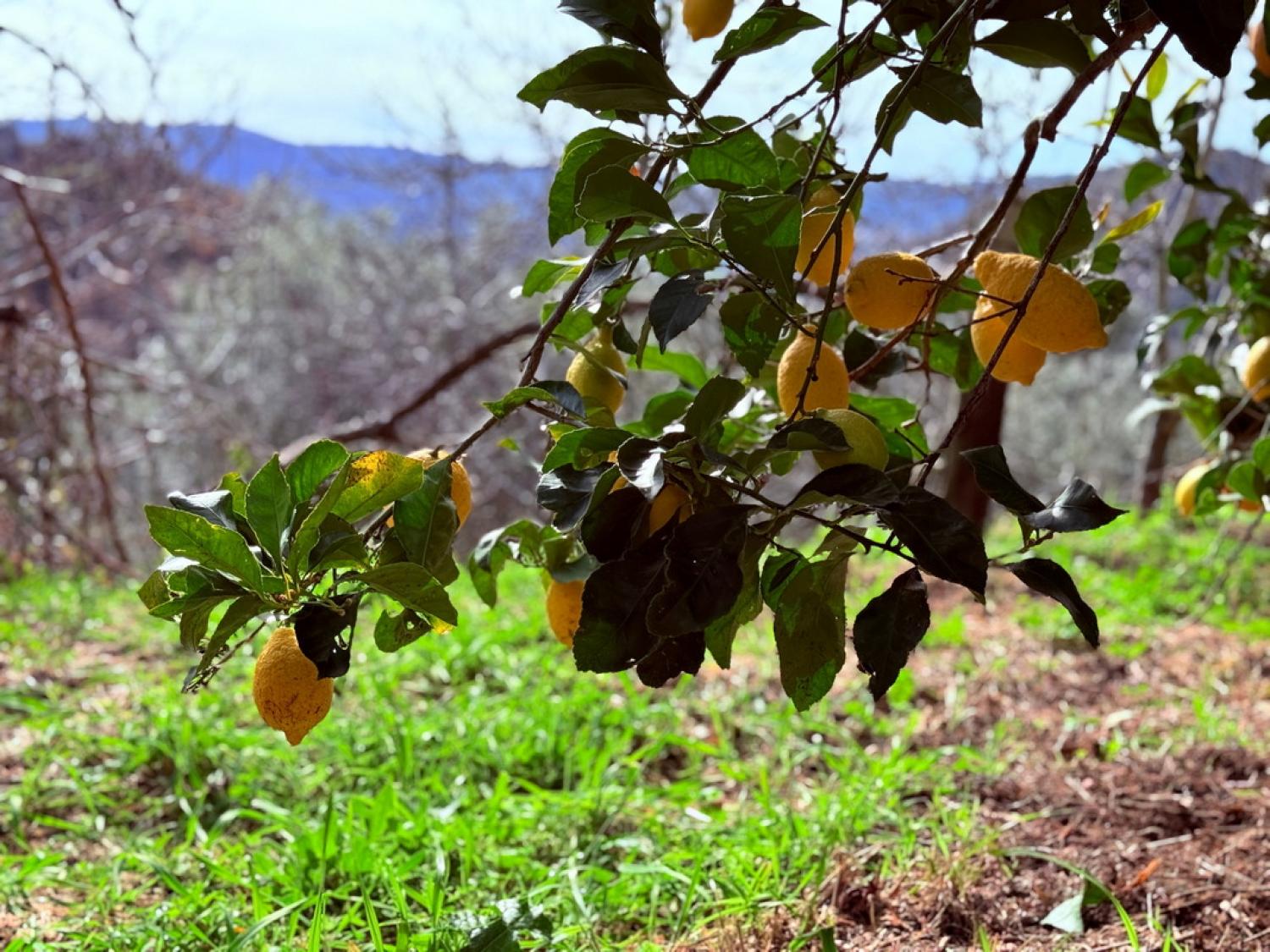  à venda quinta Pousafoles do Bispo Sabugal 40