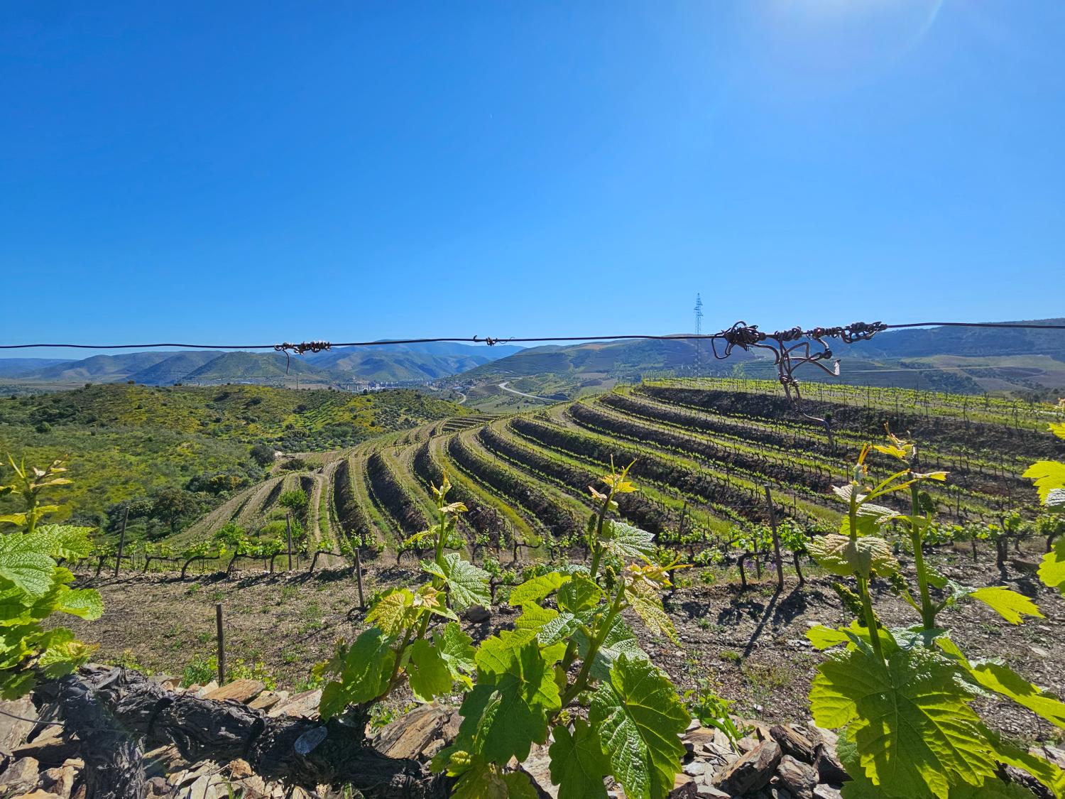  à venda vinha Vila Nova de Foz Côa Vila Nova De Foz Côa 9