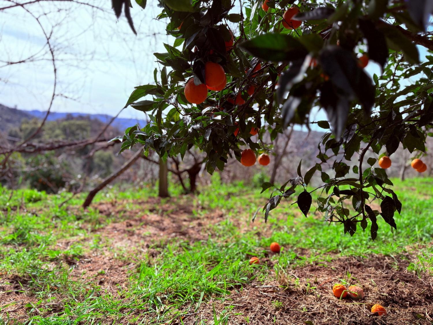  à venda quinta Pousafoles do Bispo Sabugal 41